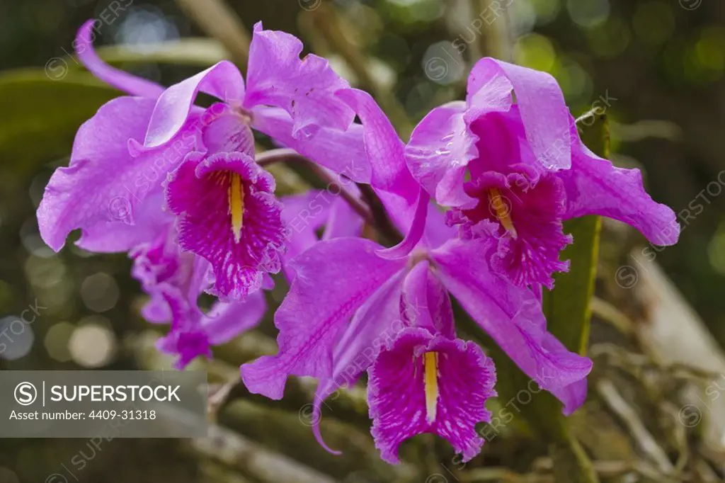 Cattleya maxima (Family Orchidaceae). Bosque de Protección Alto Mayo. Amazonas Departament. Peru.