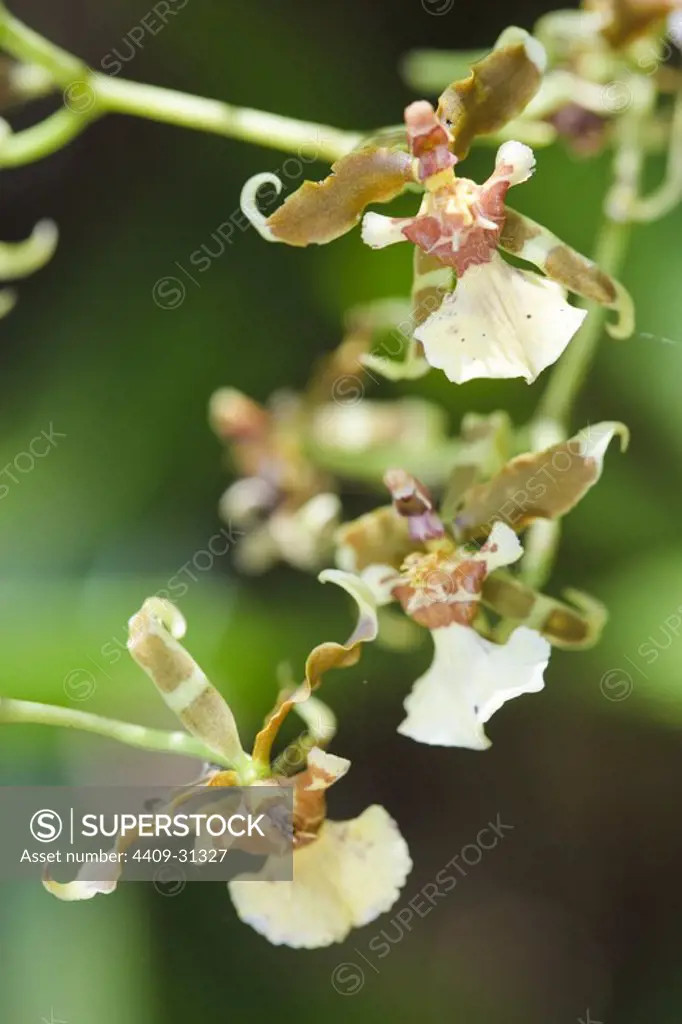 Oncidium ochmatochilum (Family Orchidaceae). Bosque de Protección Alto Mayo. Amazonas Departament. Peru.