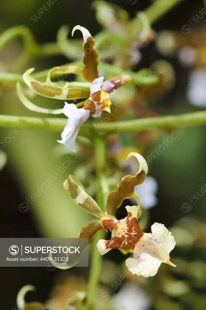 Oncidium ochmatochilum (Family Orchidaceae). Bosque de Protección Alto Mayo. Amazonas Departament. Peru.