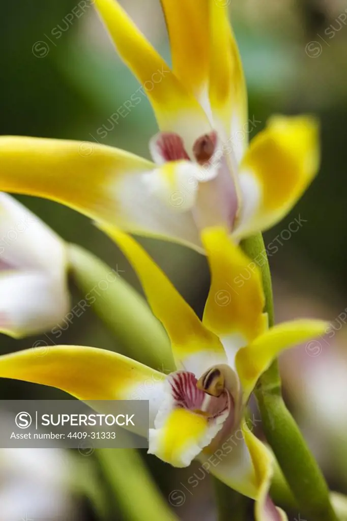 Maxillaria callichroma (Family Orchidaceae). Bosque de Protección Alto Mayo. Amazonas Departament. Peru.
