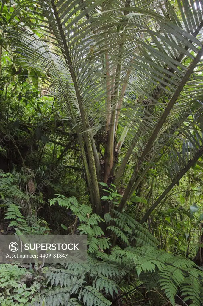 Tropical Cloud Forest. Bosque de Protección Alto Mayo. Amazonas Departament. Peru.