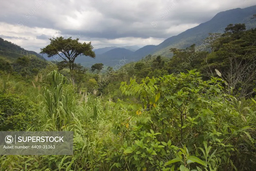 Tropical Cloud Forest. Bosque de Protección Alto Mayo. Amazonas Departament. Peru.
