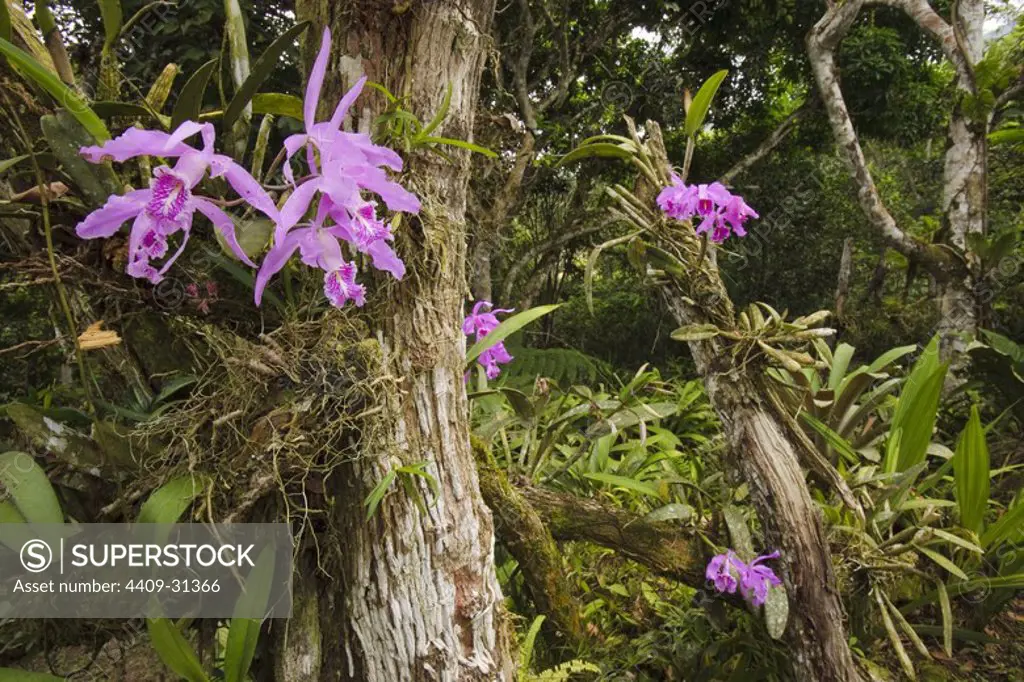 Cattleya maxima (Family Orchidaceae). Bosque de Protección Alto Mayo. Amazonas Departament. Peru.