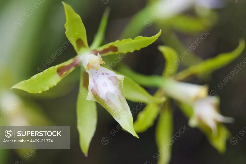 Genus Odontoglossum (Family Orchidaceae). Bosque de Protección Alto Mayo. Amazonas Departament. Peru.