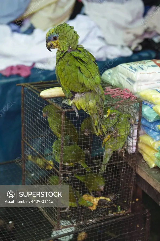Illegal sale of parrots. Market of Belen. Iquitos. Loreto. Peru.