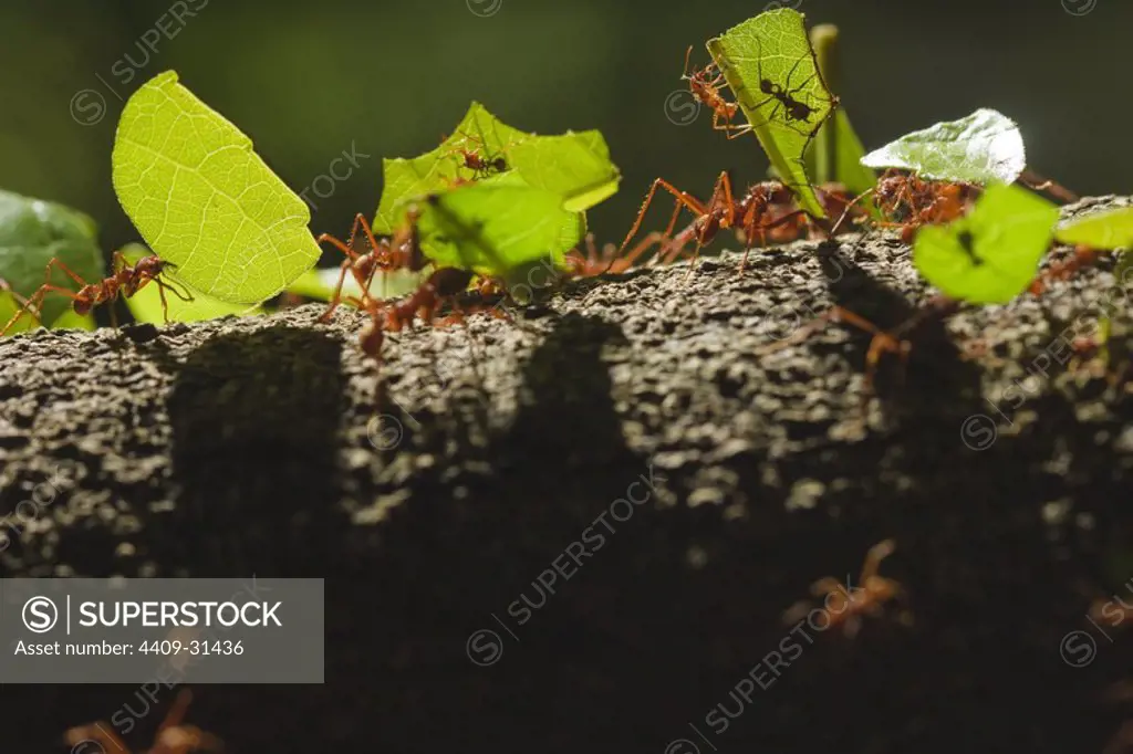Leafcutter ants (genus Atta). Pacaya Samiria National Reserve. Amazon Basin. Loreto. Peru.