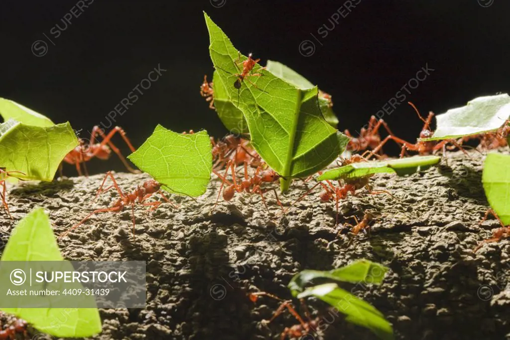 Leafcutter ants (genus Atta). Pacaya Samiria National Reserve. Amazon Basin. Loreto. Peru.