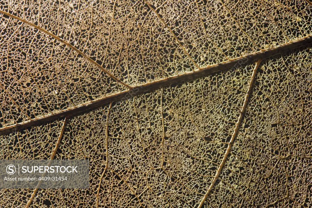 Detail of dry leaf. Pacaya Samiria National Reserve. Amazon Basin. Loreto. Peru.