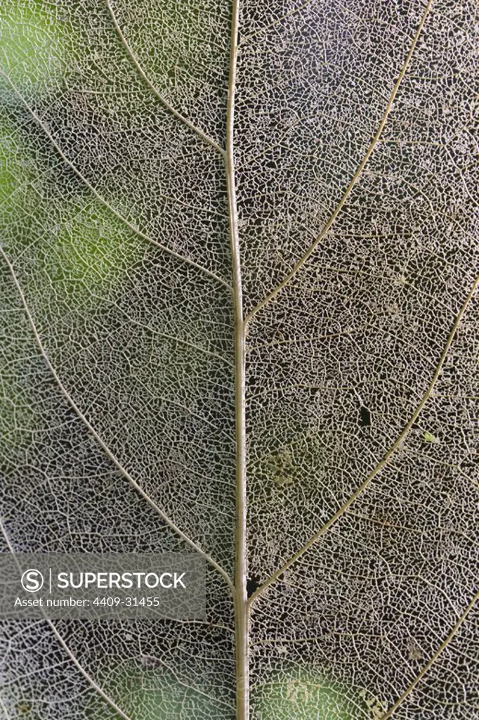 Detail of dry leaf. Pacaya Samiria National Reserve. Amazon Basin. Loreto. Peru.