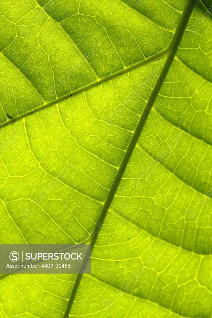 Detail of leaf. Pacaya Samiria National Reserve. Amazon Basin. Loreto. Peru.