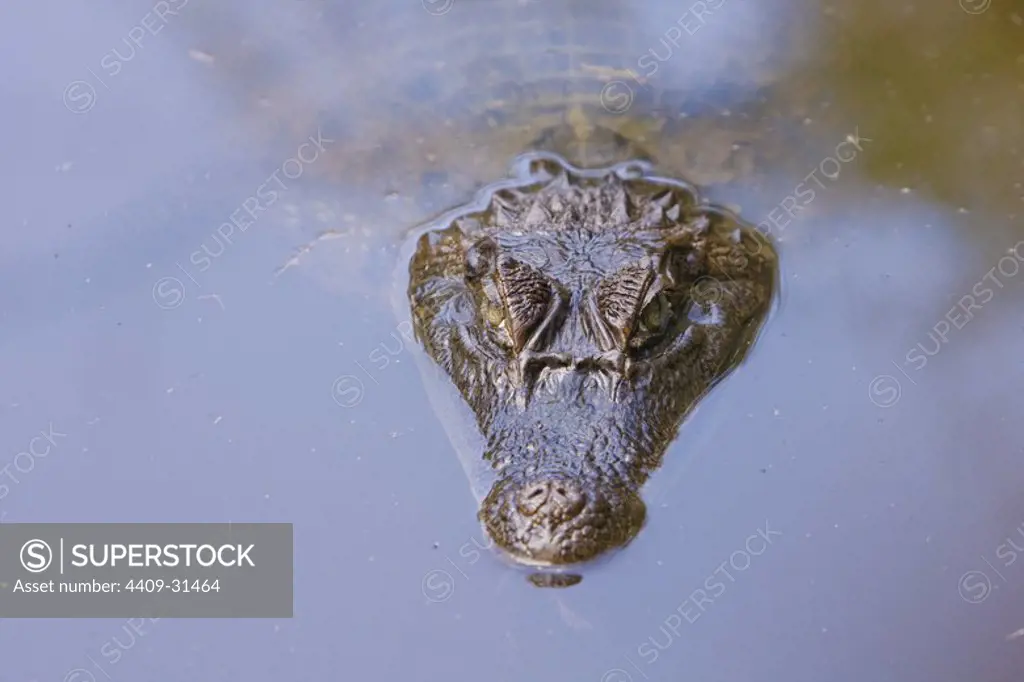 Black caiman (Melanosuchus niger). Amazon Basin. Iquitos. Loreto. Peru.
