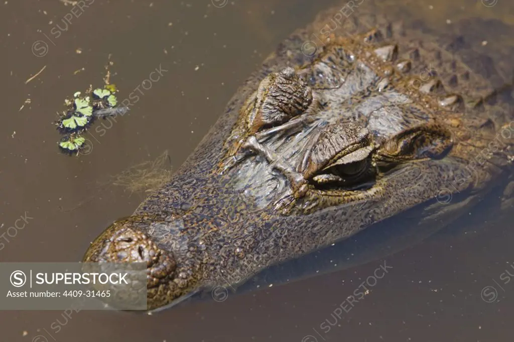 Black caiman (Melanosuchus niger). Amazon Basin. Iquitos. Loreto. Peru.