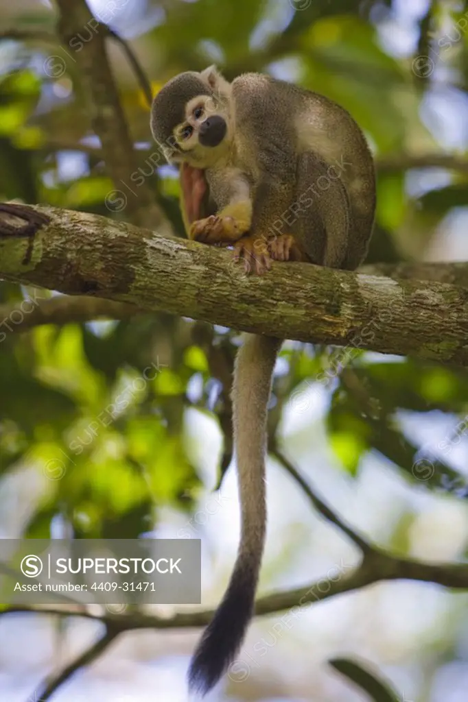 Common Squirrel Monkey (Saimiri sciureus). Amazon basin. Iquitos. Loreto. Peru.