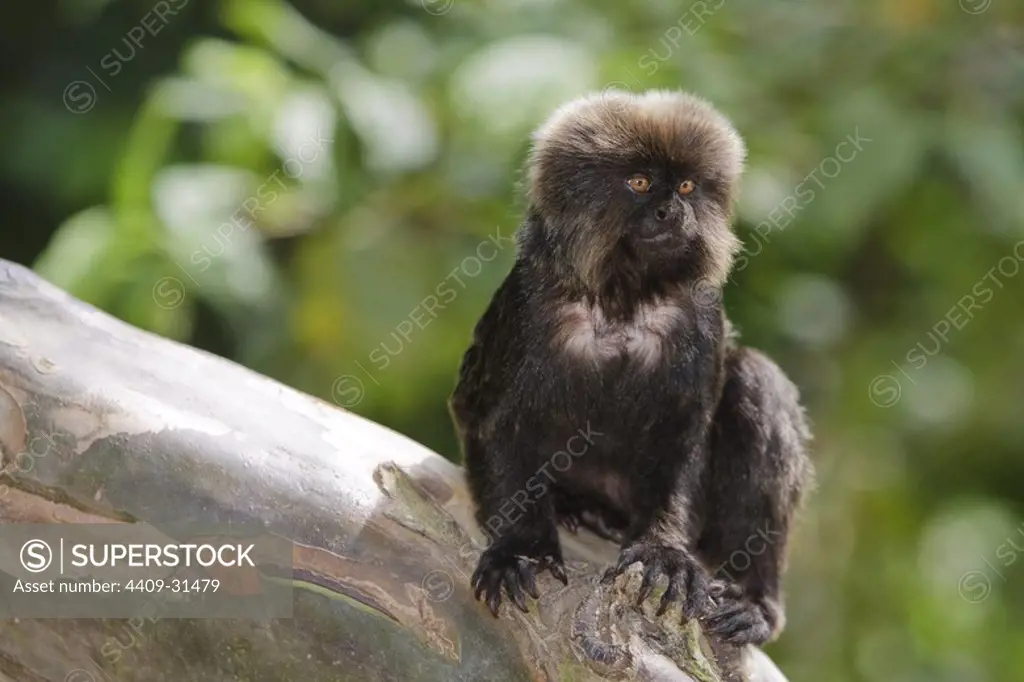 Goeldi's Monkey (Callimico goeldii). Isla de los Monos (Monkey island). Amazon river. Loreto. Peru.