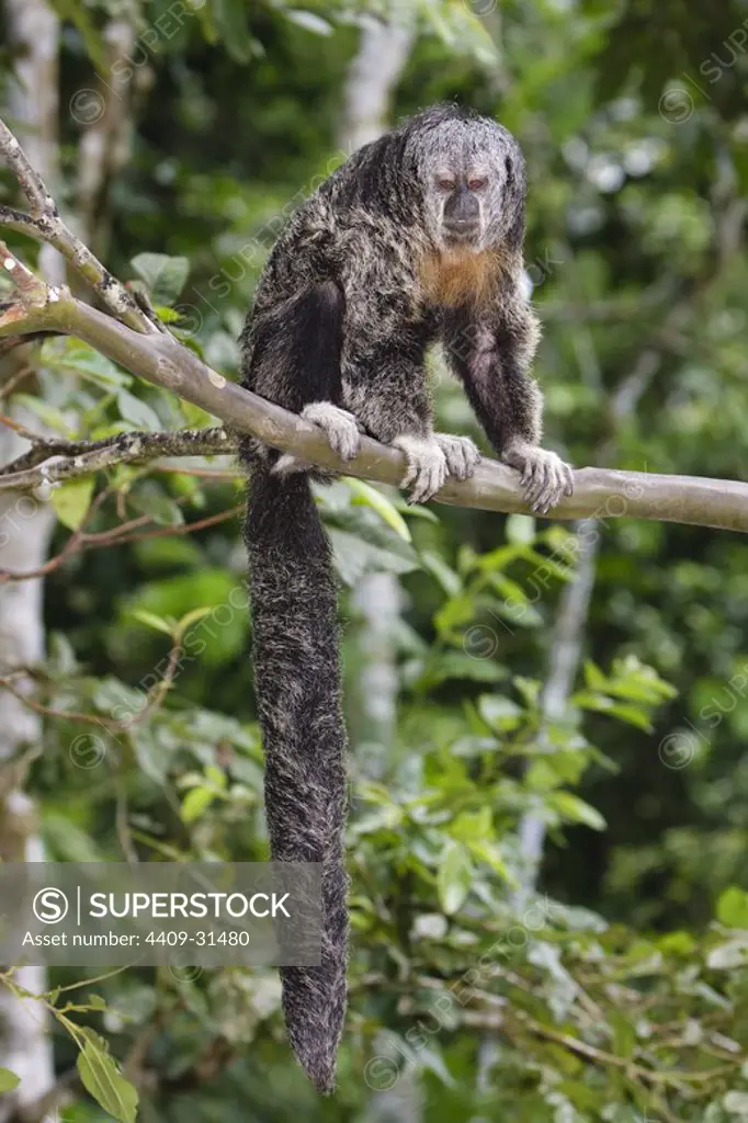 Monk saki monkey (Pithecia monachus). Isla de los Monos (Monkey island). Amazon river. Loreto. Peru.