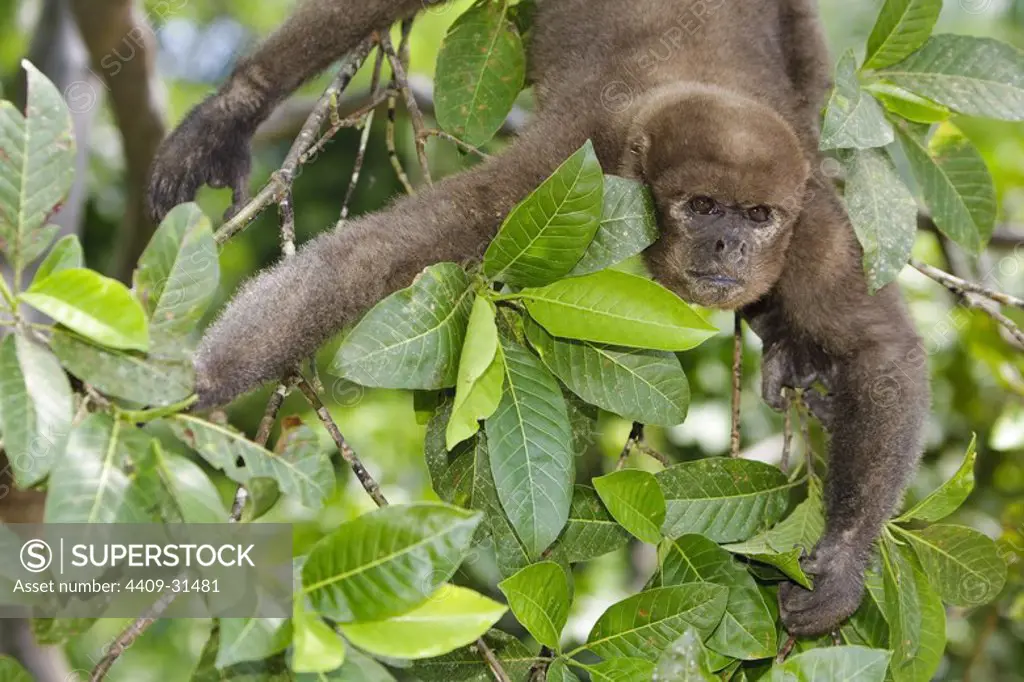 Common woolly monkey (Lagothrix lagothricha). Isla de los Monos (Monkey island). Amazon river. Loreto. Peru.