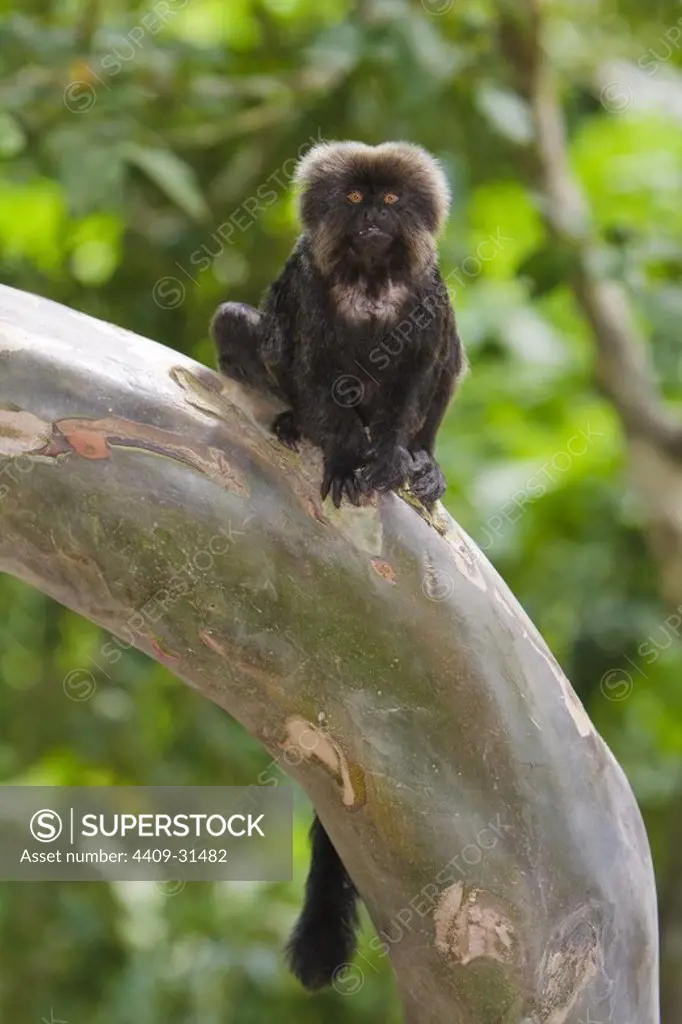Goeldi's Monkey (Callimico goeldii). Isla de los Monos (Monkey island). Amazon river. Loreto. Peru.