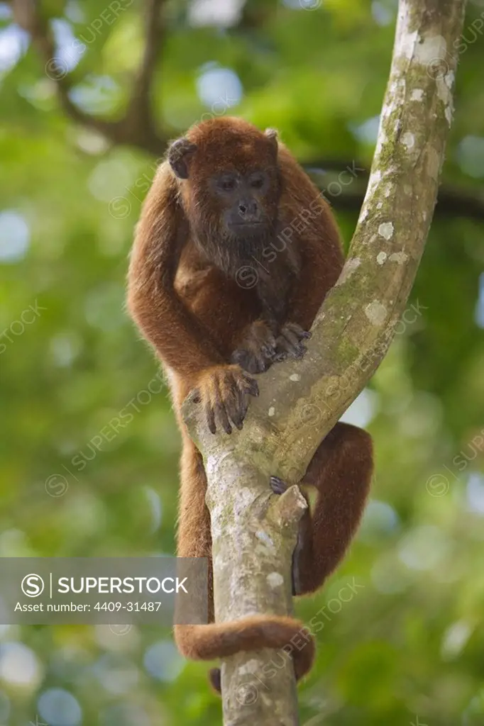 Red Howler Monkey (Alouatta seniculus). Isla de los Monos (Monkey island). Amazon river. Loreto. Peru.