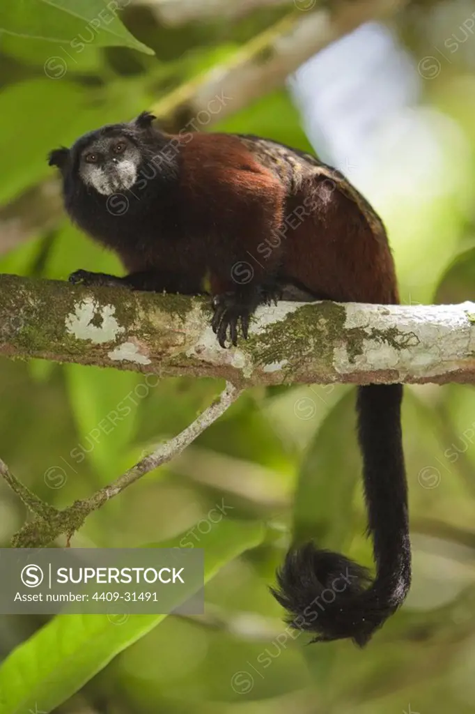Brown-mantled Tamarin (Saguinus fuscicollis). Isla de los Monos (Monkey island). Amazon river. Loreto. Peru.