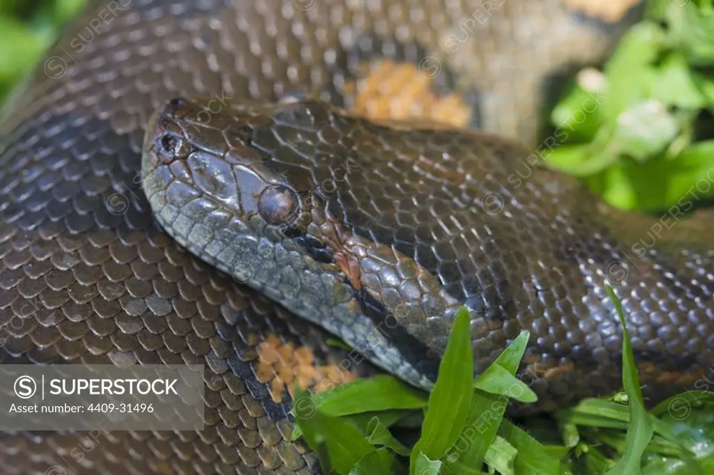 Anaconda (Eunectes murinus). Amazon Basin. Iquitos. Loreto. Peru.
