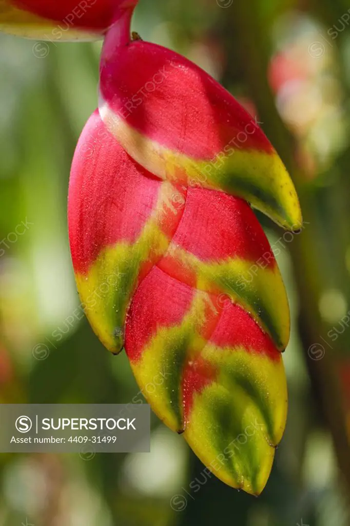 Heliconia rostrata (Family Heliconiaceae). Tingana Natural Reserve. Amazonas Department. Peru.