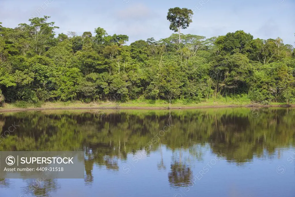 Rainforest in Pucate river. Pacaya Samiria National Reserve. Amazon basin. Loreto. Peru.