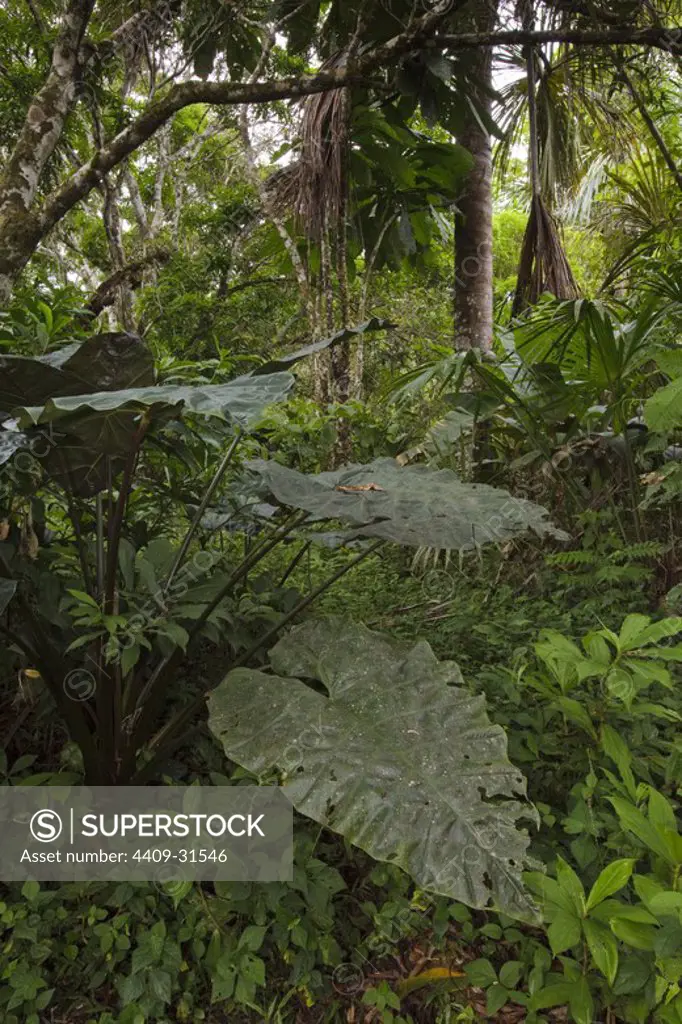 Rainforest. Pacaya Samiria National Reserve. Amazon Basin. Loreto. Peru.