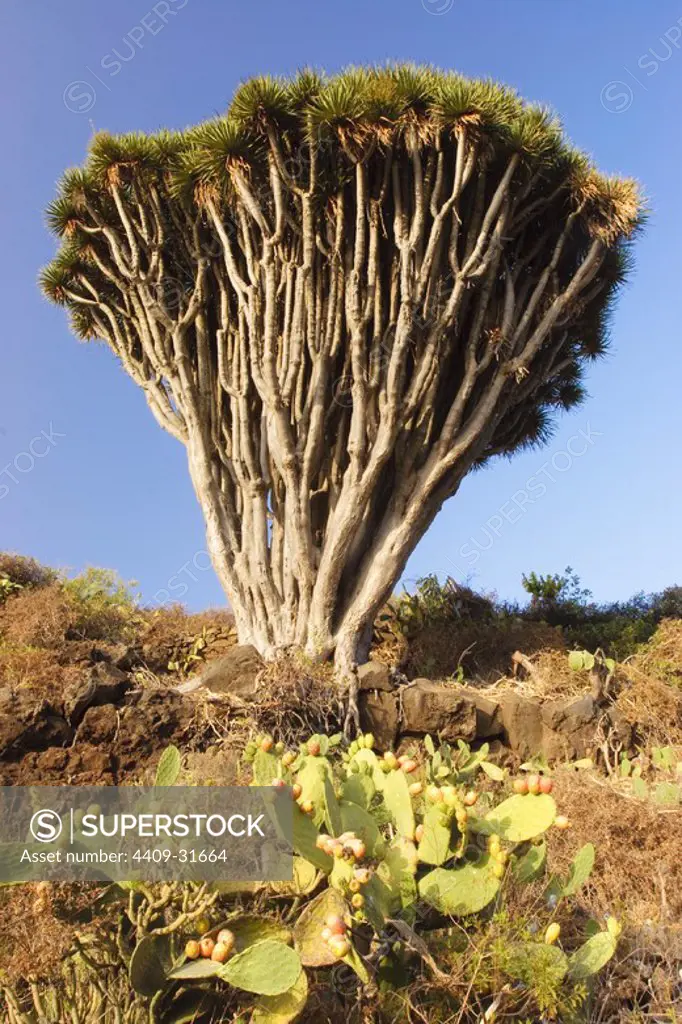 Drago tree (Dracaena draco) in Hiscaguan Coast. La Palma. Canary Island. Spain.