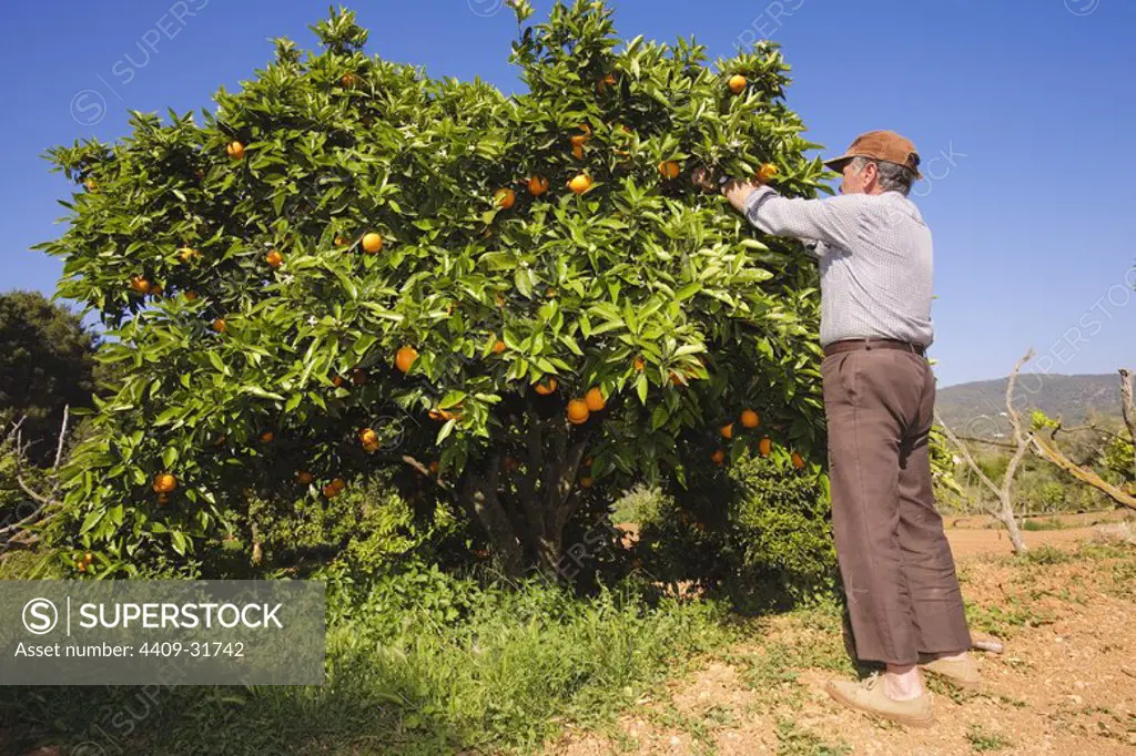 Farmer in orchard. Ibiza Island. Balearic Island. Spain.