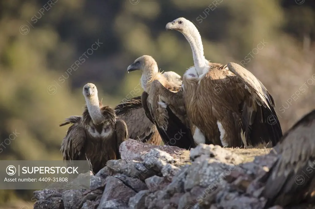 Griffon Vulture (Gyps fulvus). Boumort Mountain Range. Pyrenees mountain. Lerida. Spain.