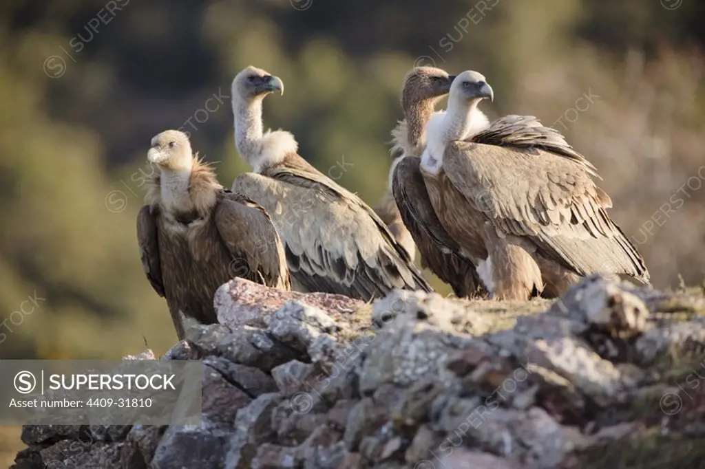 Griffon Vulture (Gyps fulvus). Boumort Mountain Range. Pyrenees mountain. Lerida. Spain.