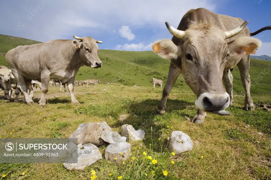 Cow licking salt. Assua Valley. The Pyrenees mountain. Pallars Sobira. Lerida. Spain.