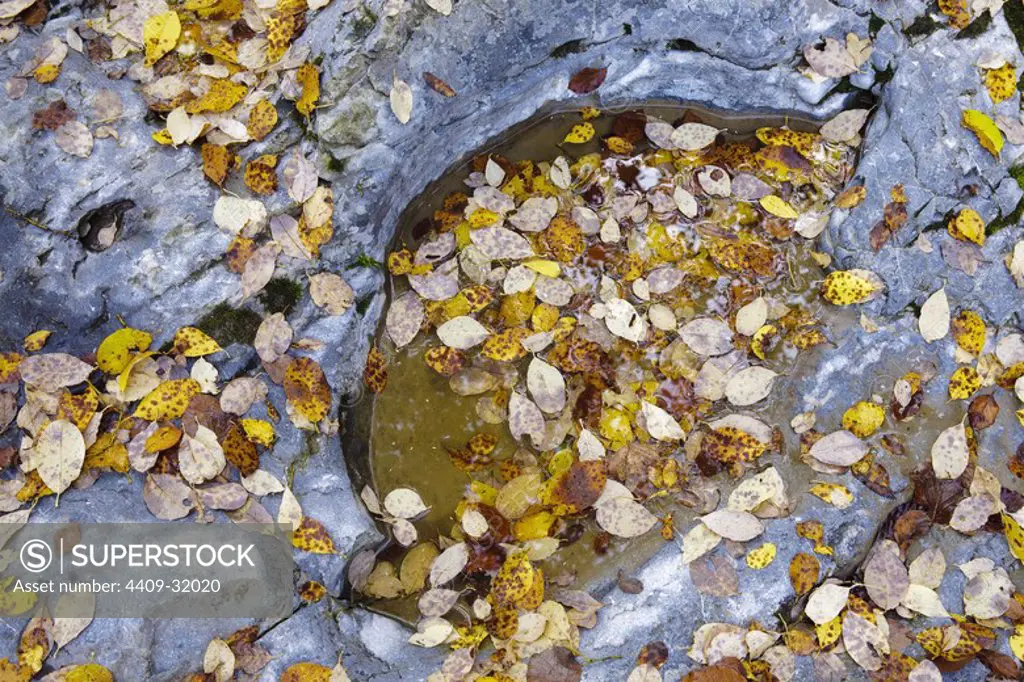 Leafs in autumn. Ordesa y Monte Perdido National Park. The Pyrenees mountain. Huesca. Spain.