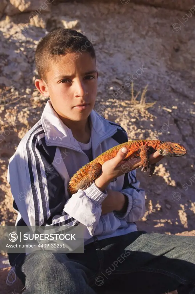 Boy with Uromastyx acanthinurus nigriventris. Morocco.