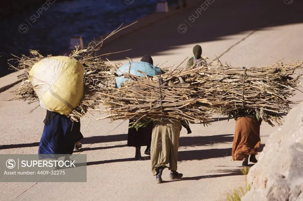 Women carrying firewood. Dades Valley. Morocco.