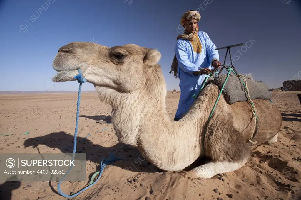 Young bereber with your dromedary in Erg Lihoudi desert. M'Hamid. Morocco.