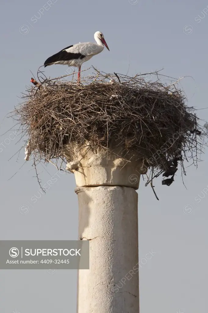 Stork in nest. Roman ruins of Volubilis. Morocco.
