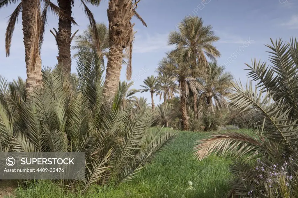 Palms in Rissani. Ziz Valley. Morocco.