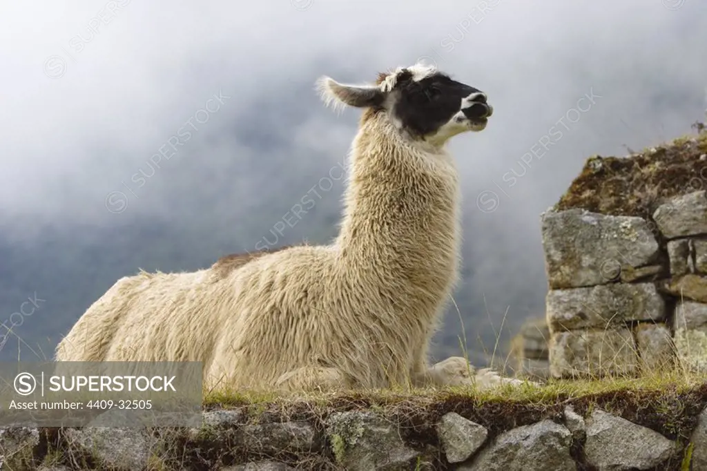 Llama (Lama glama). Historical National Sanctuary of Machu Pichu. Sacred Valley. Cusco Departament. Peru.
