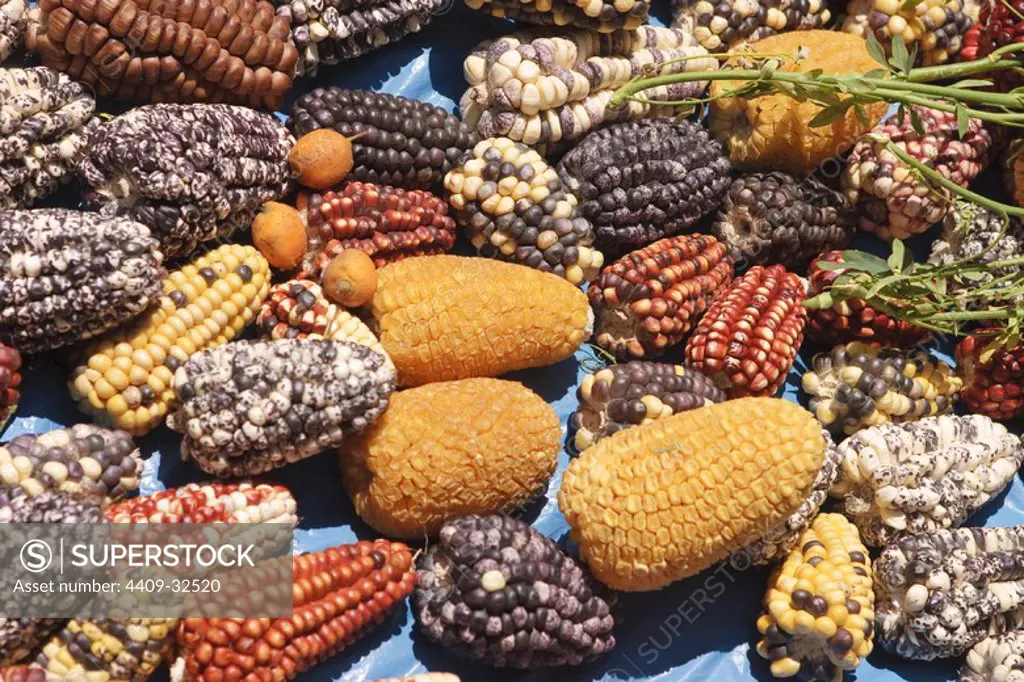 Varieties of corn in Pisac Market. Sacred Valley. Cusco Departament. Peru.