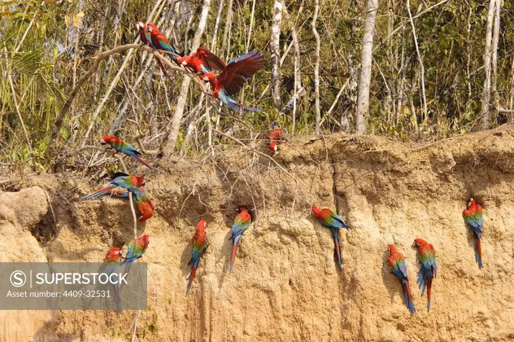 Green-winged Macaw (Ara chloroptera). Tambopata Natural Reserve. Madre de Dios Departament. Peru.