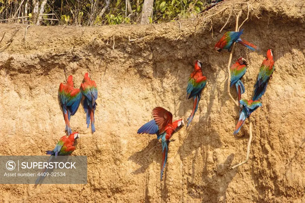 Green-winged Macaw (Ara chloroptera). Tambopata Natural Reserve. Madre de Dios Departament. Peru.