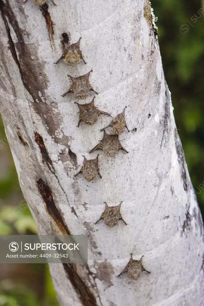 Sharp-nosed Bat (Rhynchonycteris naso). Sandoval Lake. Tambopata National Reserve. Madre de Dios Departament. Peru.