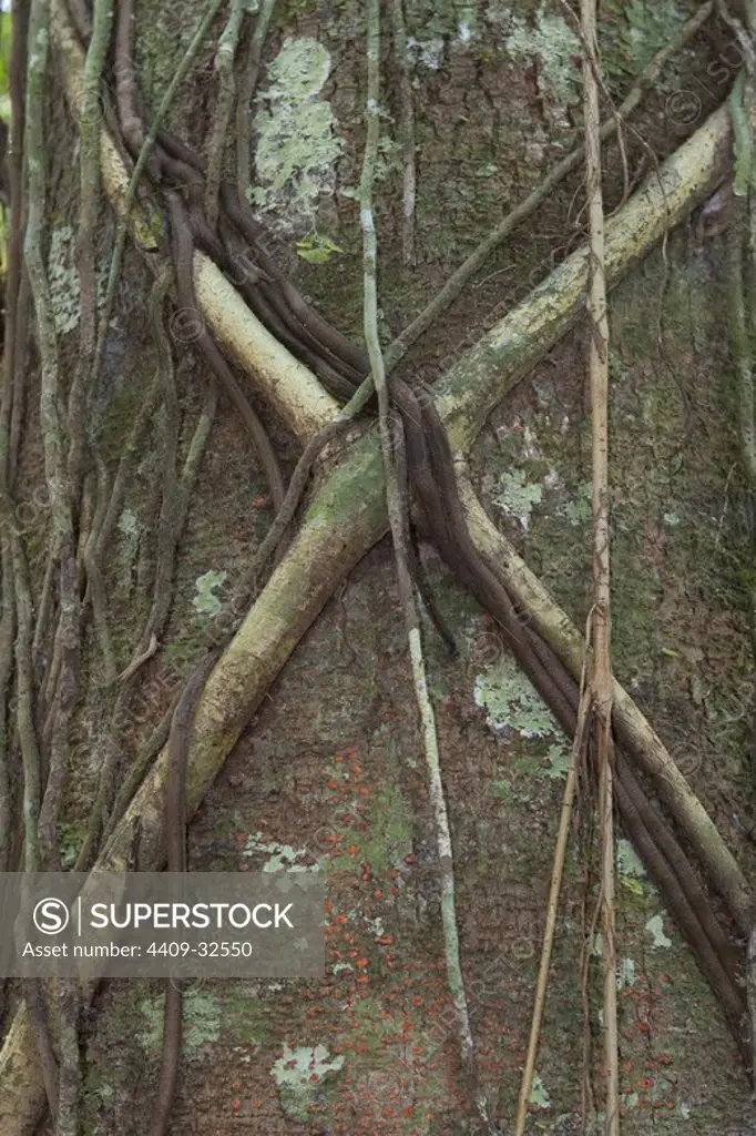 Liana strangler in tropical forest. Tambopata Natural Reserve. Madre de Dios Departament. Peru.