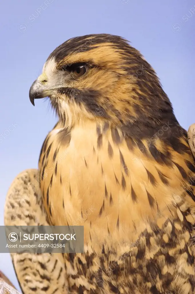 Red-backed Hawk (Buteo polyosoma). Arequipa Departament. Peru.