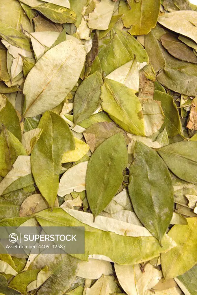 Coca leaves. Peru.