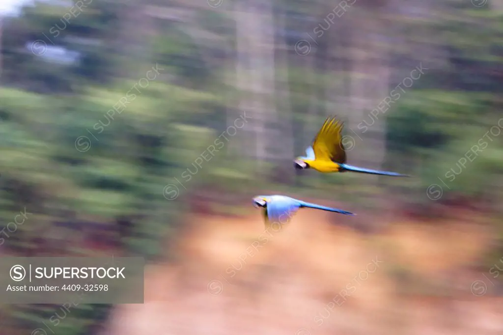 Blue and Gold Macaw (Ara ararauna). Tambopata Natural Reserve. Madre de Dios Departament. Peru.