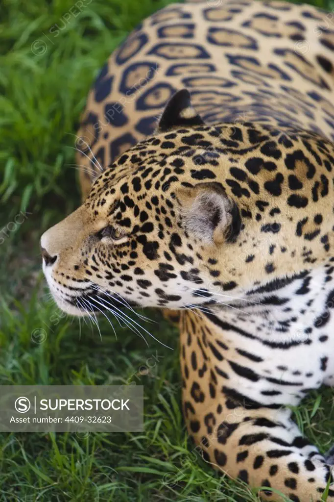 Jaguar (Panthera onca). Peru.
