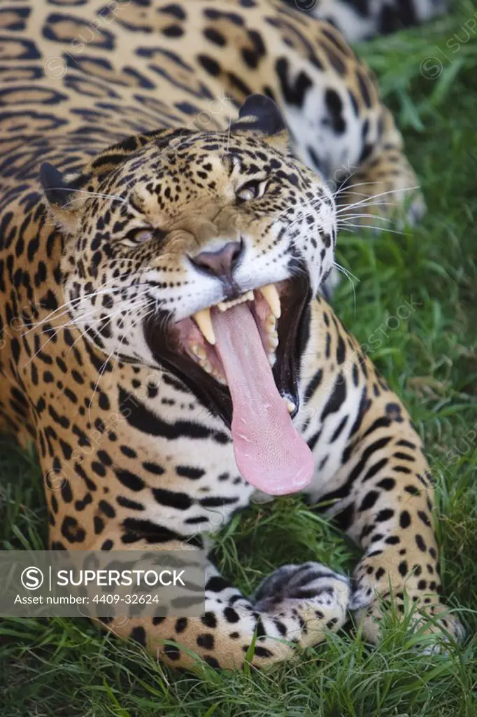 Jaguar (Panthera onca). Peru.