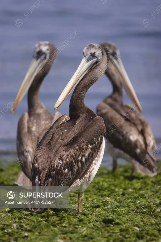 Brown Pelican (Pelecanus occidentalis ssp. thagus). Paracas National Park. Ica Departament. Peru.